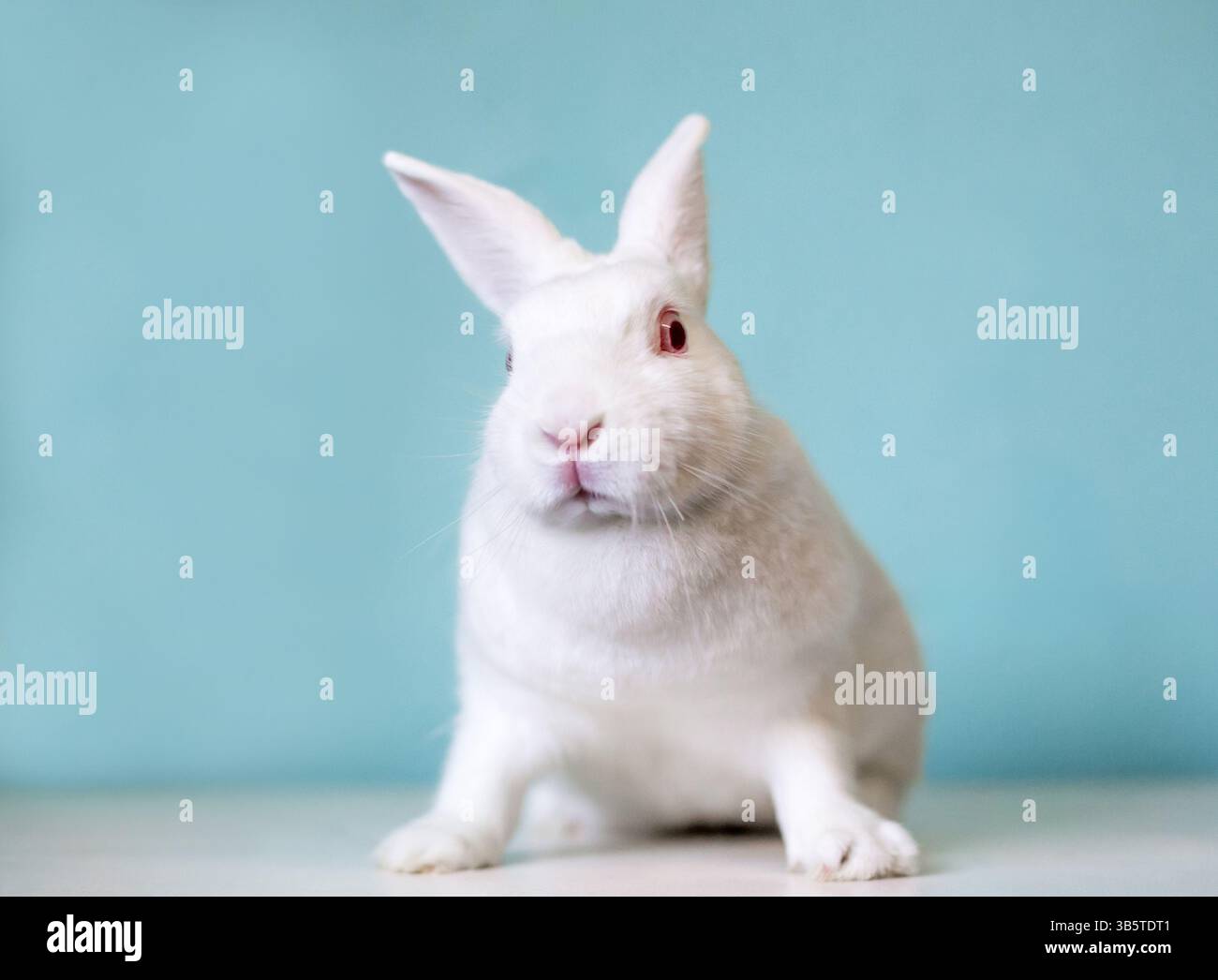 Ein weißes Zwergkaninchen mit roten Augen, das mit einem nervösen Ausdruck in die Kamera schaut Stockfoto