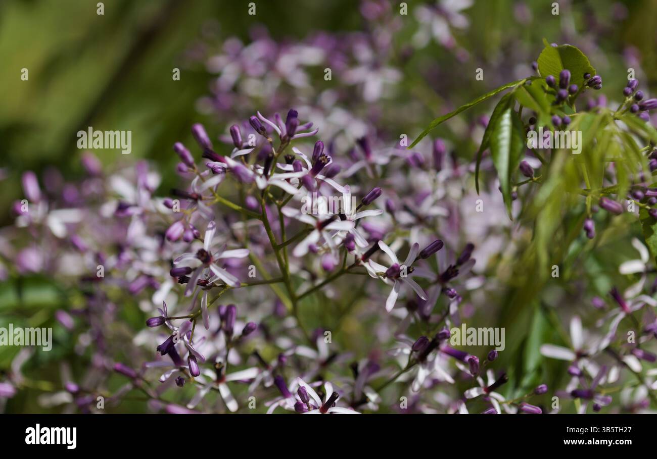 Melia Azedarach, Chinaberry-Baum Stockfoto