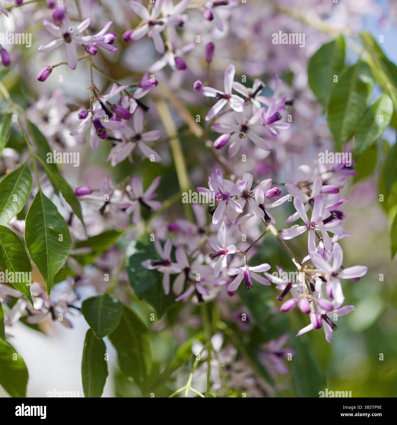 Melia Azedarach, Chinaberry-Baum Stockfoto