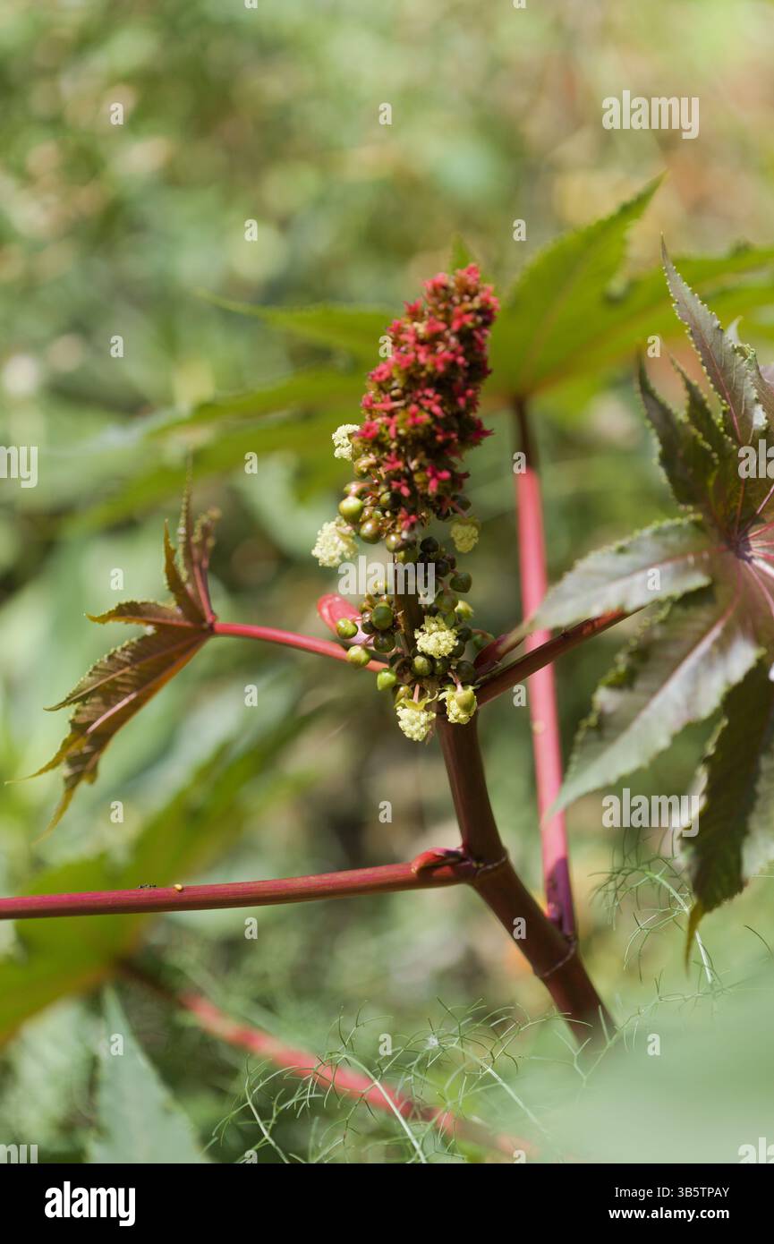 Flora von Gran Canaria - Blätter von Ricinus communis, die Rizinusbohne, eingeführte Arten, natürlicher Makroblütenhintergrund Stockfoto