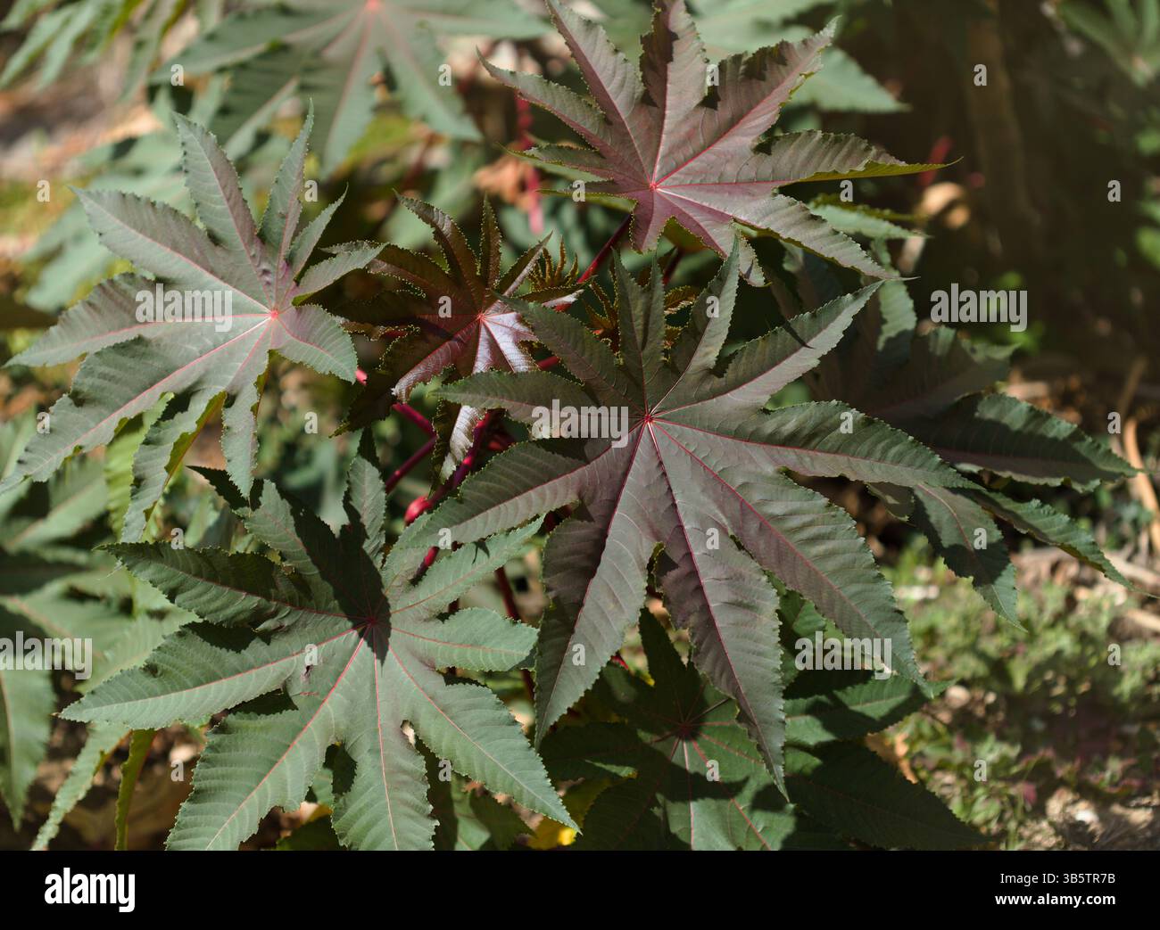Flora von Gran Canaria - Blätter von Ricinus communis, die Rizinusbohne, eingeführte Arten, natürlicher Makroblütenhintergrund Stockfoto
