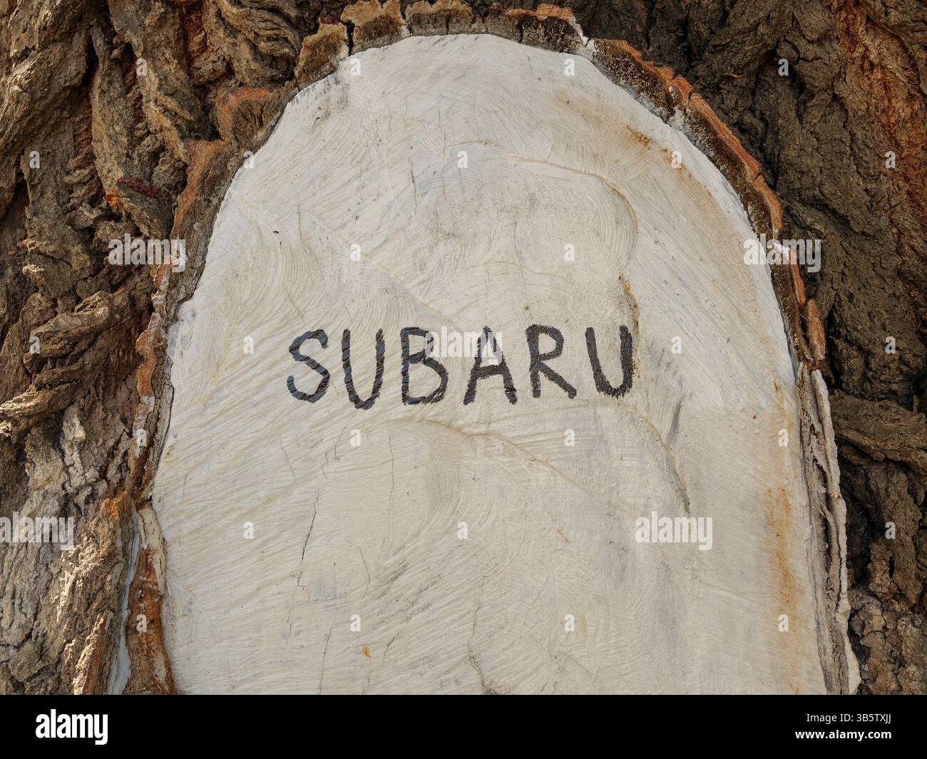Verwitterte Baumrinde mit tief eingeätztem SUBARU-Wort. Tiflis, Georgien - 1. April 2025. Stockfoto