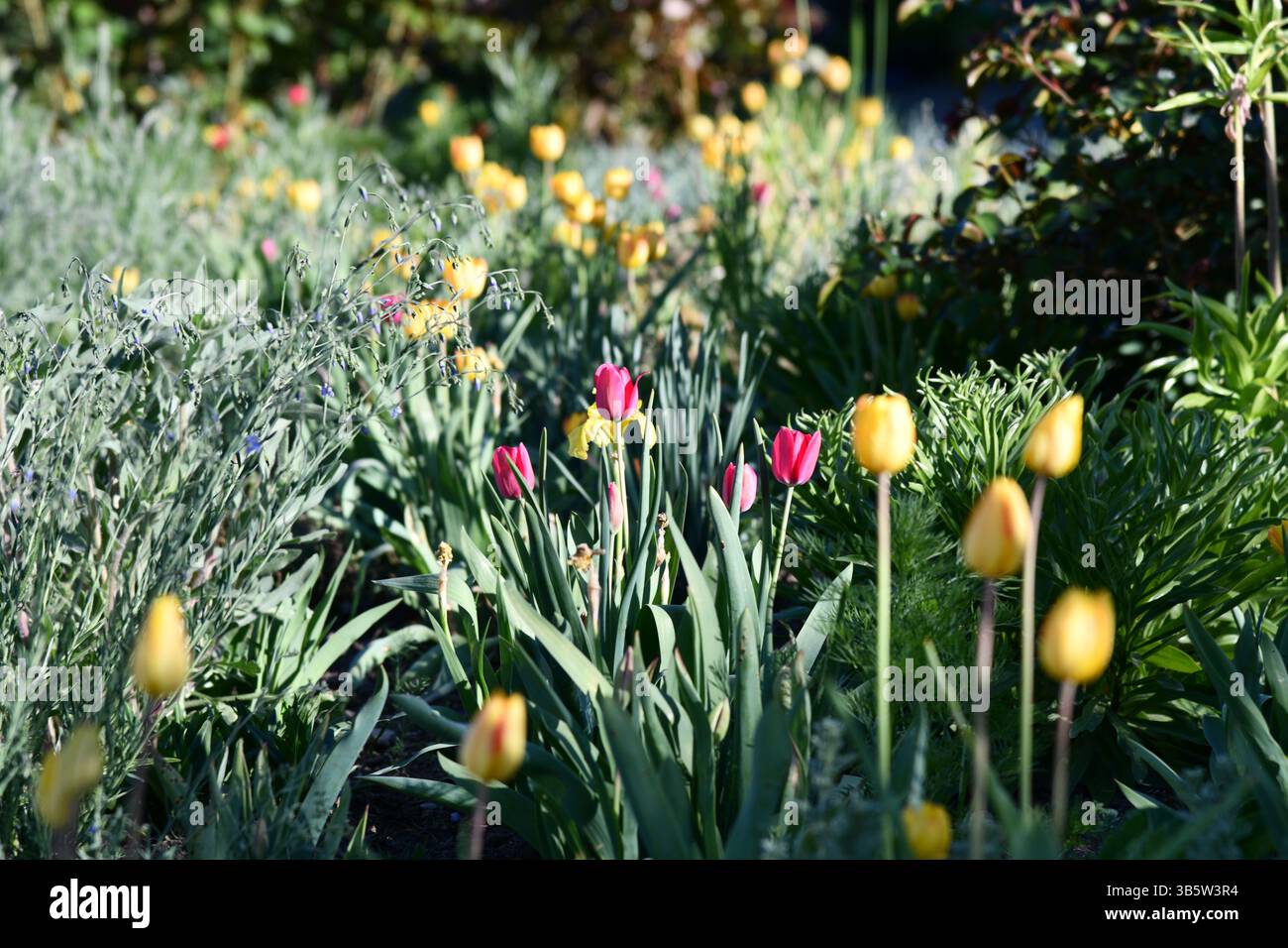 Leuchtend rote Geranien blühen in einem Garten, der von sorgfältig geschnittenem Gras und Zierpflanzen umgeben ist. Stockfoto