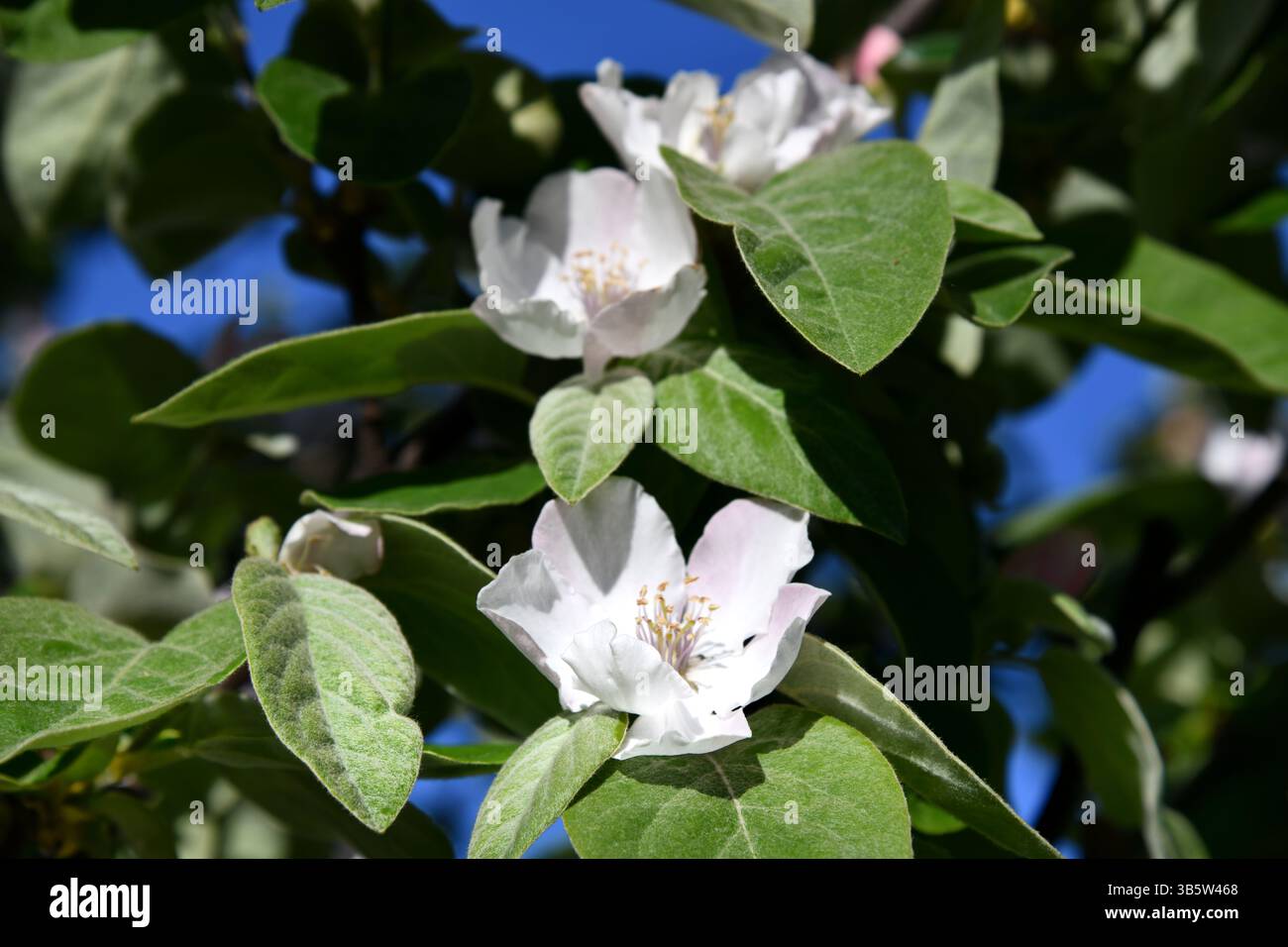 Frische Quittenblüte, schöne rosa Blumen, die in der Luft fallen, isoliert auf rosa Hintergrund. Schwerelosigkeit oder Schweben, Frühlingsblumen-Empfängnis, Hi Stockfoto