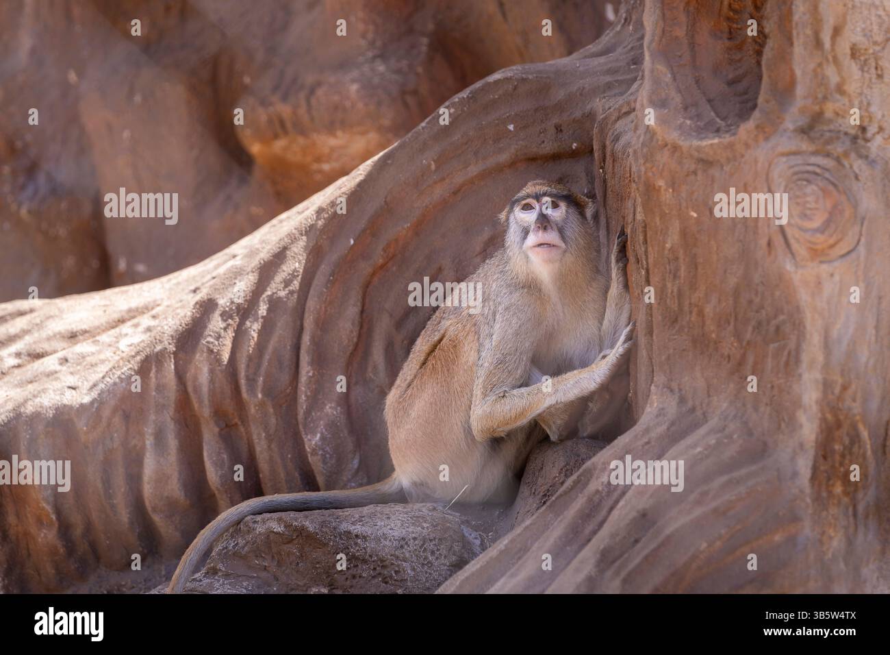 Gewöhnlicher Patas-Affe (Erythrocebus patas), der im Boden sitzt. Stockfoto