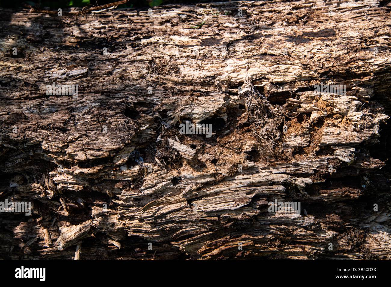 Verwitterter, verfaulender Baumstamm mit Rissen und rauer Textur. Geeignet für Hintergrundtexturen. Stockfoto