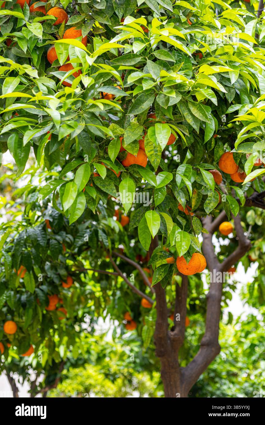 Ein üppiger Orangenbaum steht hoch in einem Garten, gefüllt mit Reifen Orangen und leuchtend grünen Blättern, die die Essenz der üppigen Früchte des späten Frühlings einfangen Stockfoto
