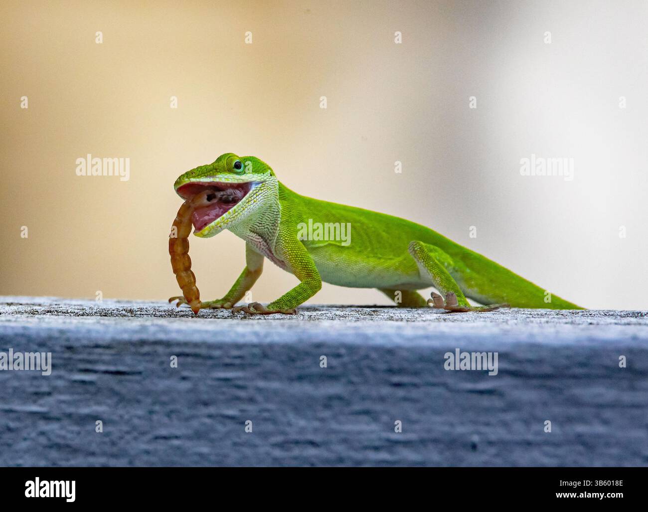 Nahaufnahme einer grünen Carolina Anole, die einen Mehlwurm auf einem Zaun mit verschwommenem Hintergrund isst. Stockfoto