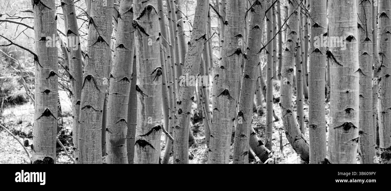 Panoramablick auf Aspen-Bäume, ohne Blätter während des Frühlings in Schwarzweiß. Stockfoto