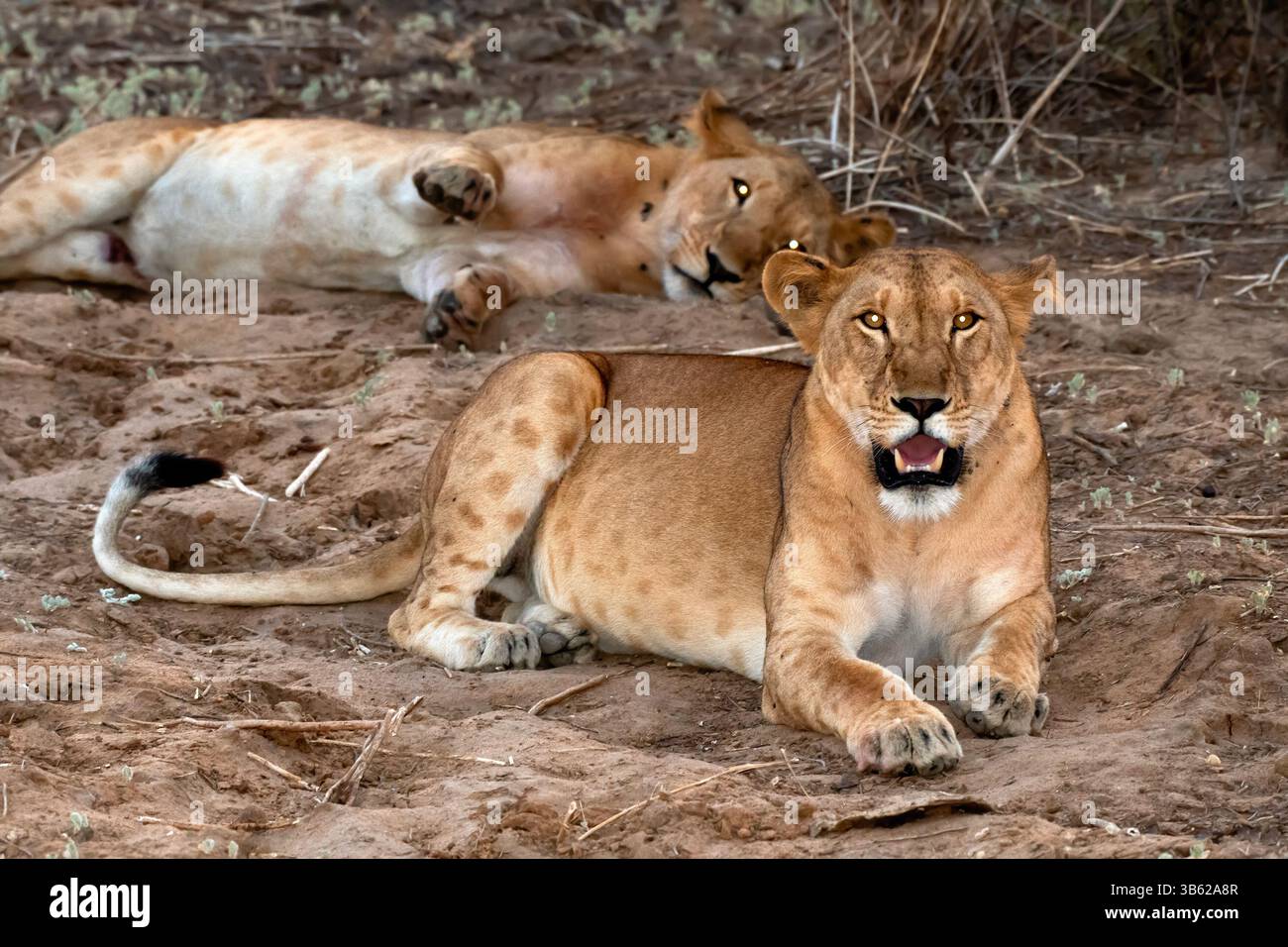 Löwe im Zakouma Nationalpark, Tschad. Stockfoto