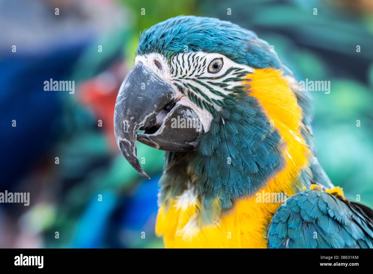 Der wunderschöne und lebendige Blaukehlaras (Ara glaucogularis) aus Bolivien gilt als in freier Wildbahn stark gefährdet. (USA) Stockfoto