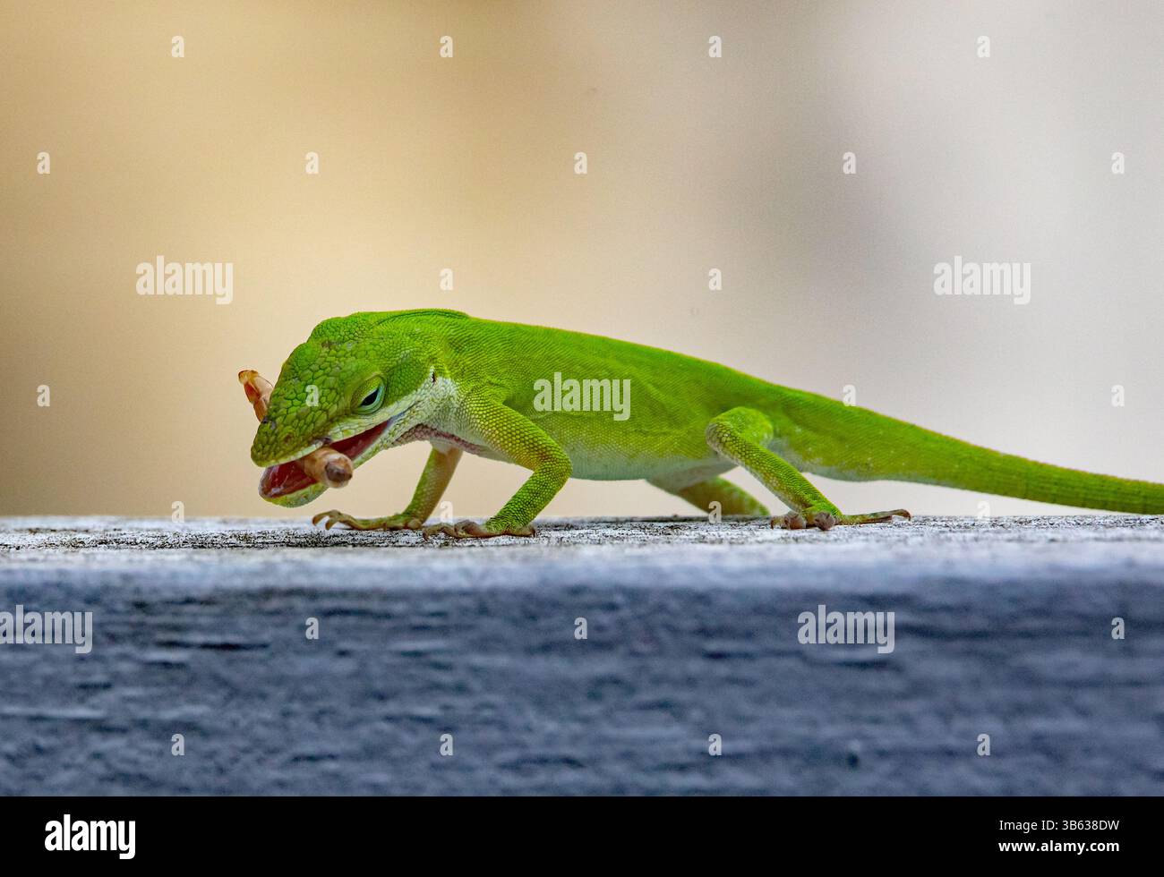 Nahaufnahme einer grünen Carolina Anole, die einen Mehlwurm auf einem Zaun mit verschwommenem Hintergrund isst. Stockfoto