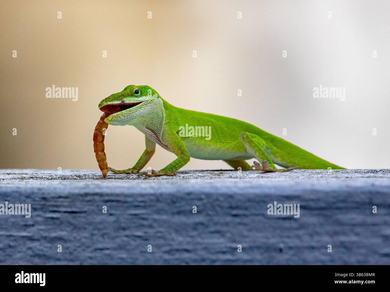 Nahaufnahme einer grünen Carolina Anole, die einen Mehlwurm auf einem Zaun mit verschwommenem Hintergrund isst. Stockfoto