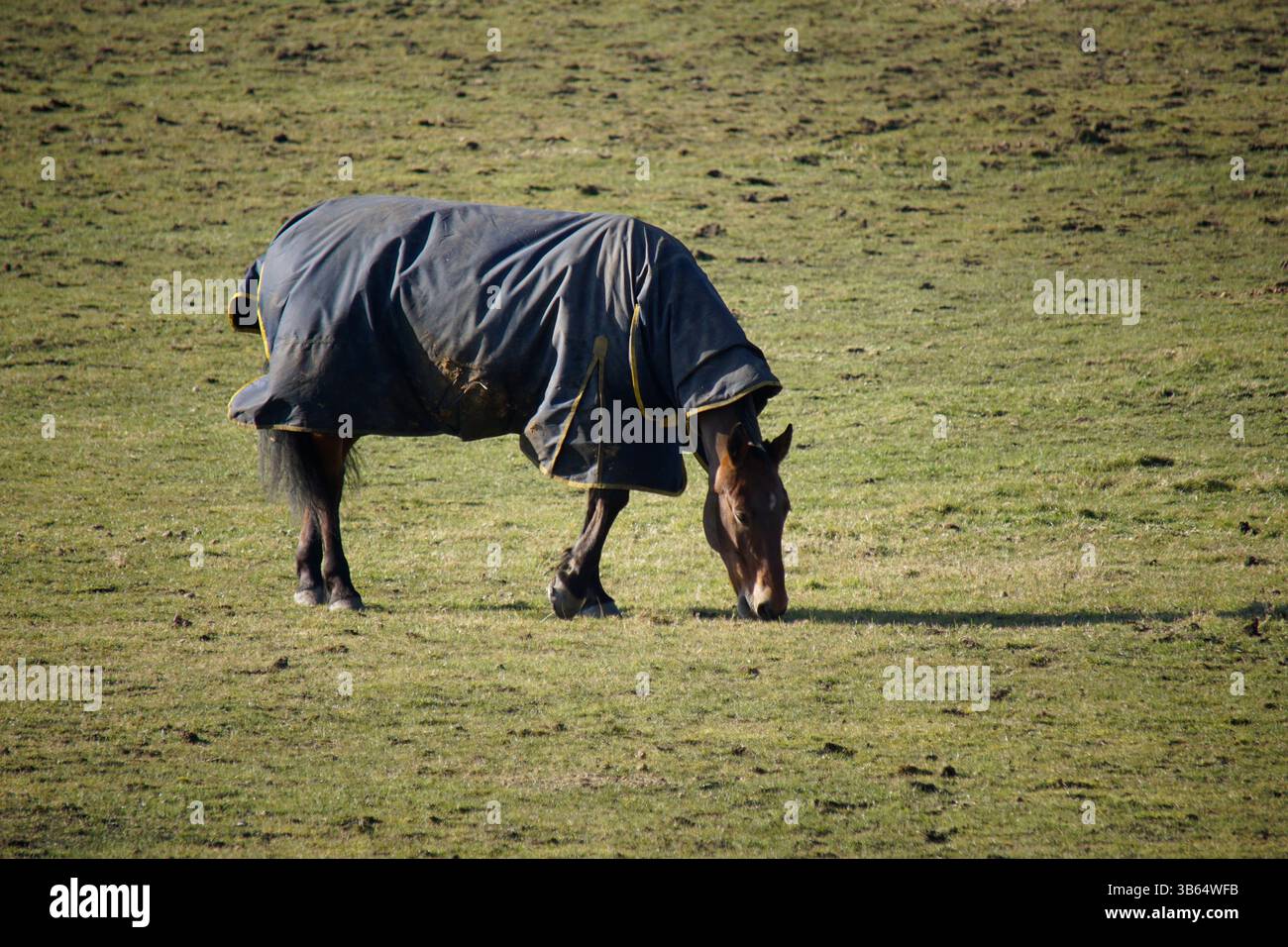 Ein Pferd, das auf einem Feld weidet, während es einen blauen Schutzteppich trägt. Penshaw Monument, Penshaw, England Stockfoto