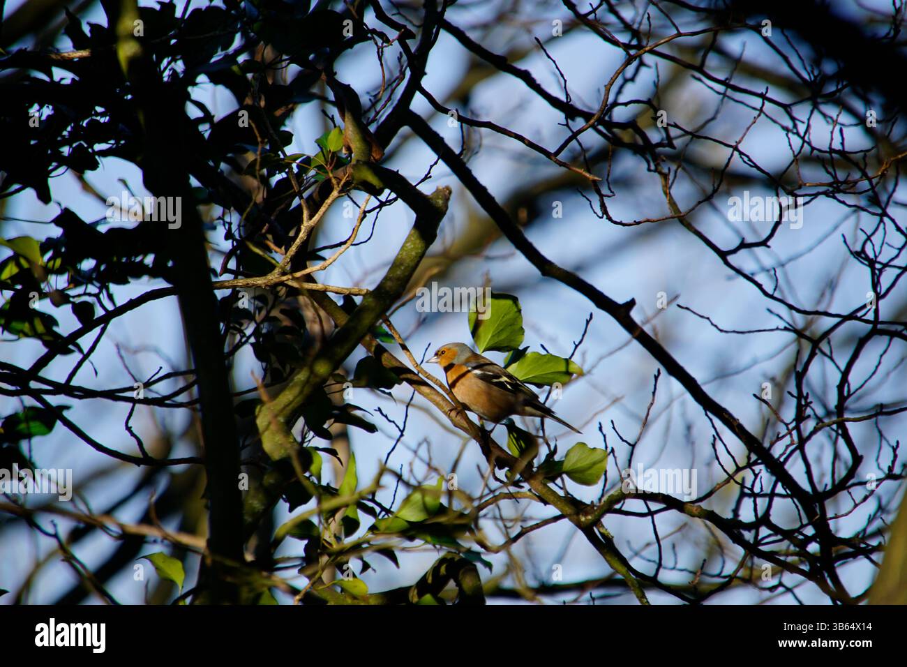 Europäische robin thront zwischen Zweigen im Wald, Sunderland, England. Penshaw Monument, Penshaw, England Stockfoto