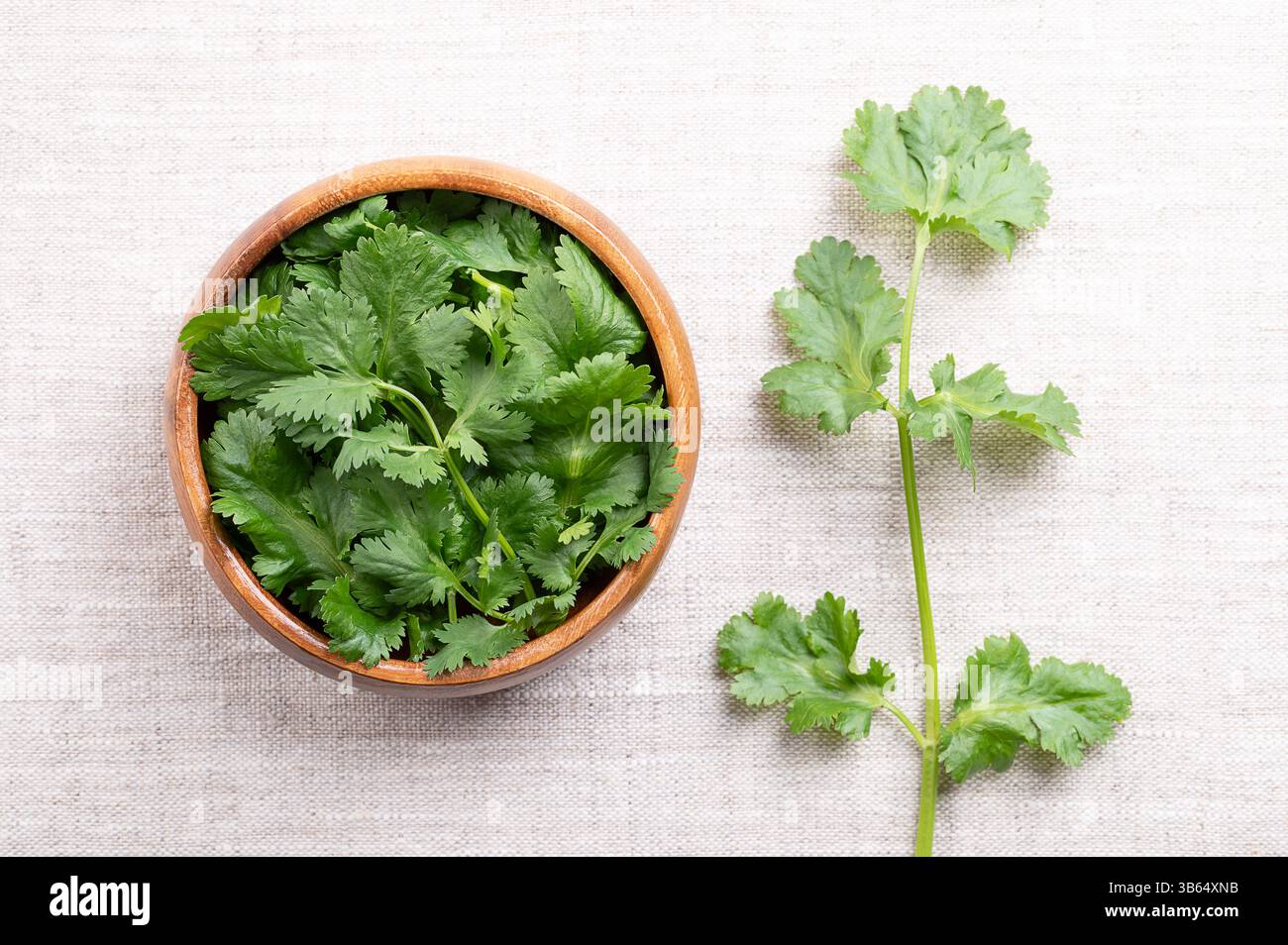 Frische Korianderblätter, Korianderblätter in Holzschale auf Leinen. Grüne Blätter von Coriandrum sativum, einem Kraut mit frischem, leicht Zitrusgeschmack. Stockfoto