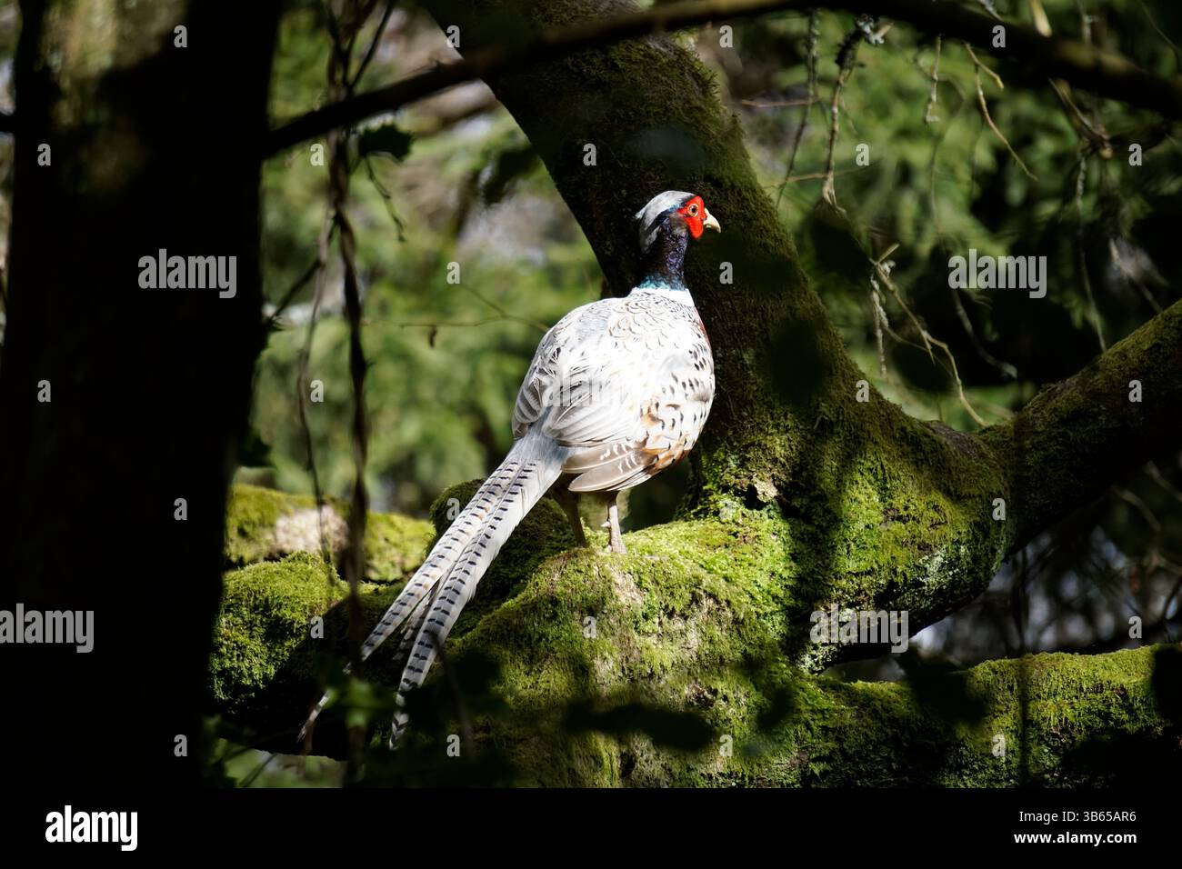 Weißer Fasan, der auf einem moosigen Zweig in einer Waldlandschaft thront. Leith Hill, England Stockfoto