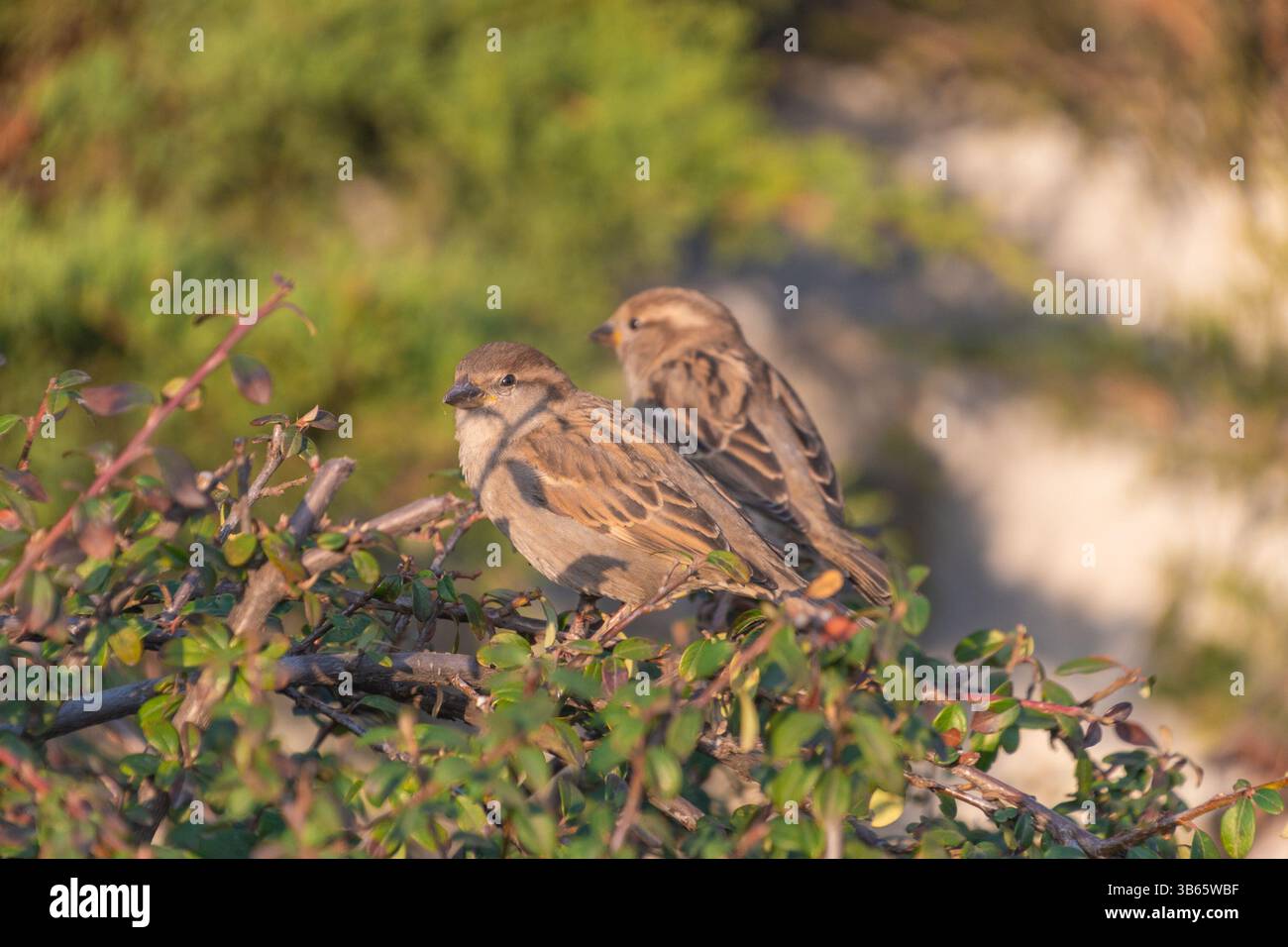 Die Hausspatzen (Passer domesticus) sitzen auf den Zweigen eines Busches. Vögel in der Natur. Stockfoto