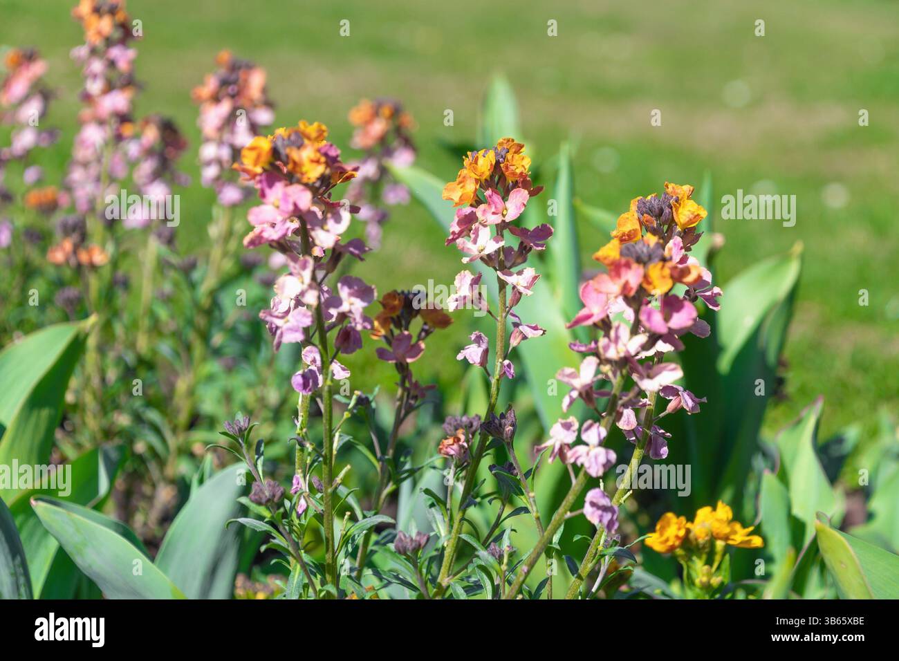 Wunderschöne Gartenblumen Erysimum cheiri. Die Mauerblume. Blühende Pflanze in der Familie Brassicaceae Stockfoto