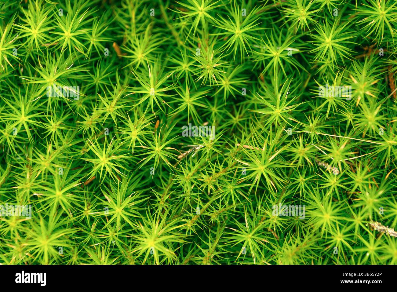 Plantago subulata. Alpenpflanze, die in der Regel in Bergregionen und felsigen Gegenden wächst. Schöner grüner natürlicher Hintergrund. Stockfoto