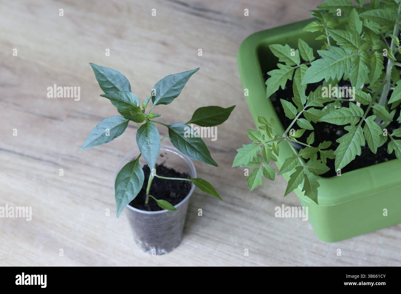 Pfeffer- und Tomatensämlinge in Kunststoffbehältern. Vorbereitung auf die Gartenzeit. Gemüsegarten im Innenbereich. Stockfoto
