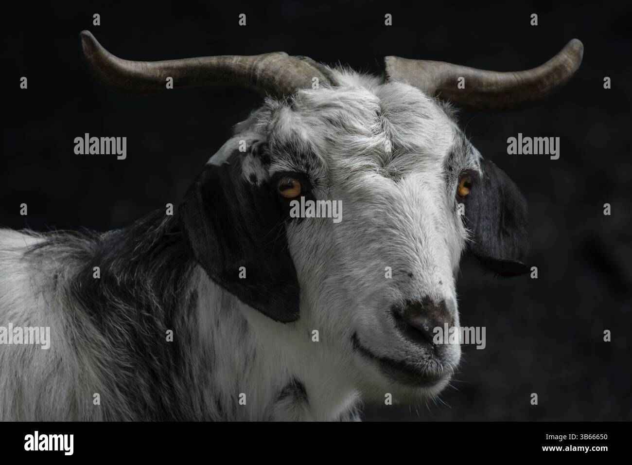 Ein Nahporträt einer weißen und schwarzen Ziege mit Hörnern und bernsteinfarbenen Augen auf dunkelgrauem Hintergrund Stockfoto