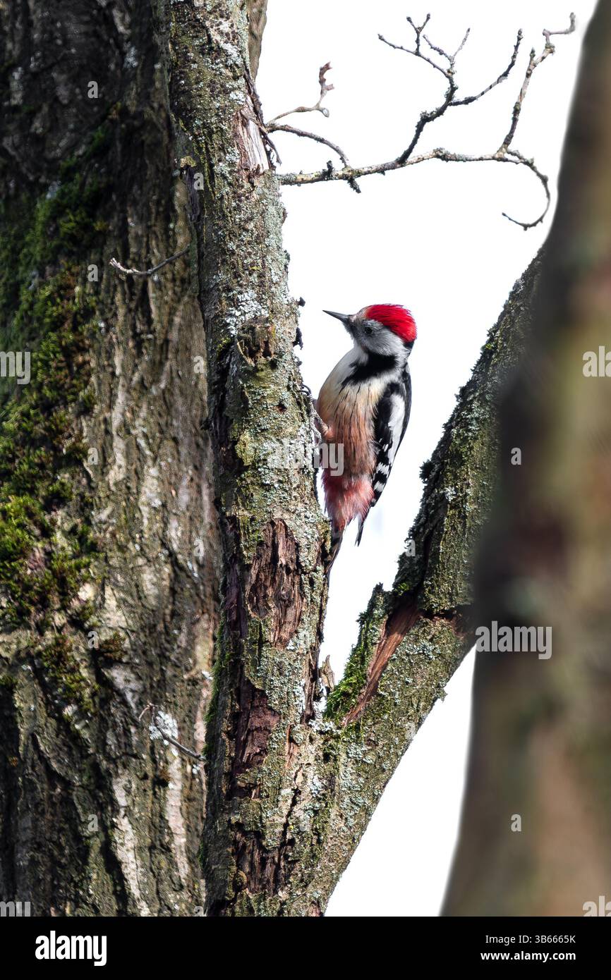 Ein bunter männlicher Großspecht im Frühjahr, der auf einem Baum sitzt, Dendrocopos Major Stockfoto