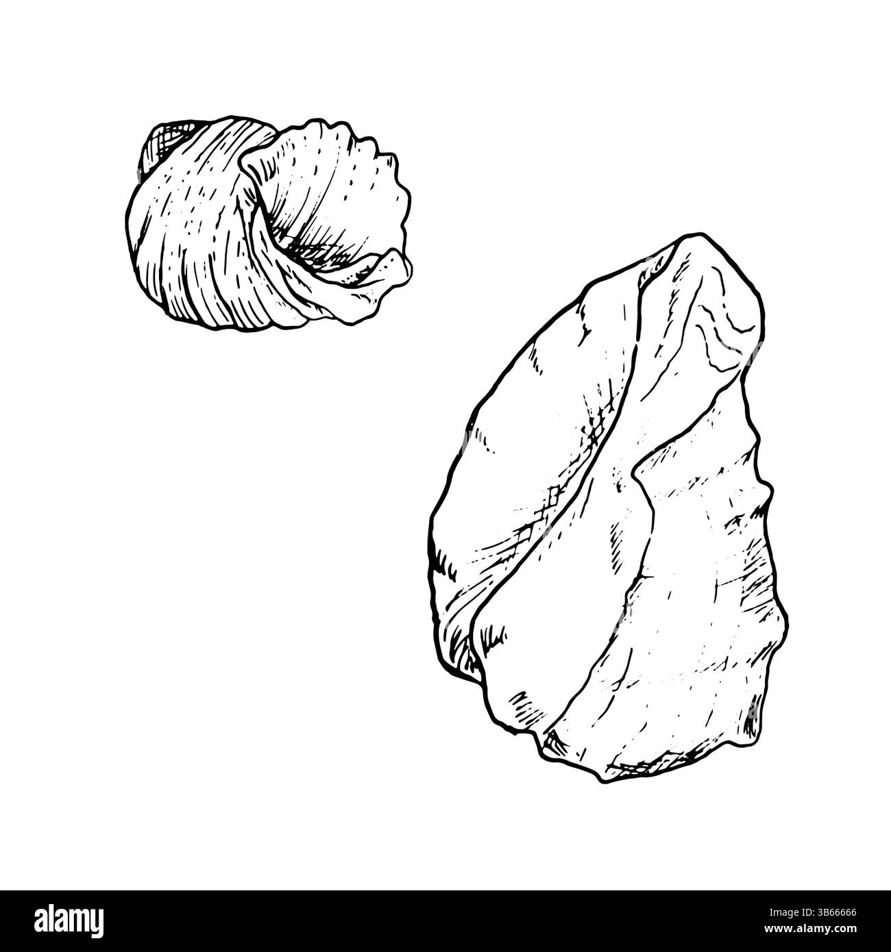 Ozeanische Schale, skizziert mit schwarzer und weißer Tinte. Vektor-Marine-Illustration. Eine Reihe von Spiralschalen aus der Unterwasserwelt des Ozeans ist isoliert Stock Vektor