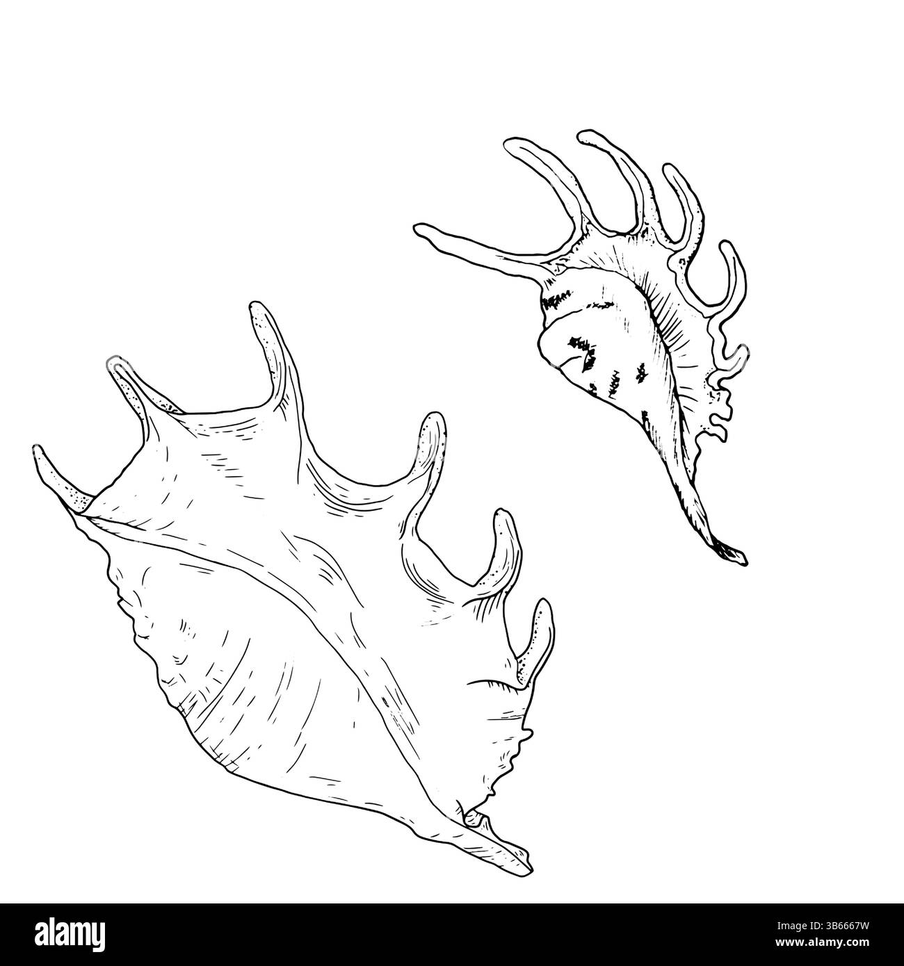 Lambis Muschelschalen mit Stacheln, Skizze in schwarzer und weißer Tinte. Vektorabbildung. Set von spiralförmigen Muscheln aus der Unterwasserwelt des Ozeans, IS Stock Vektor