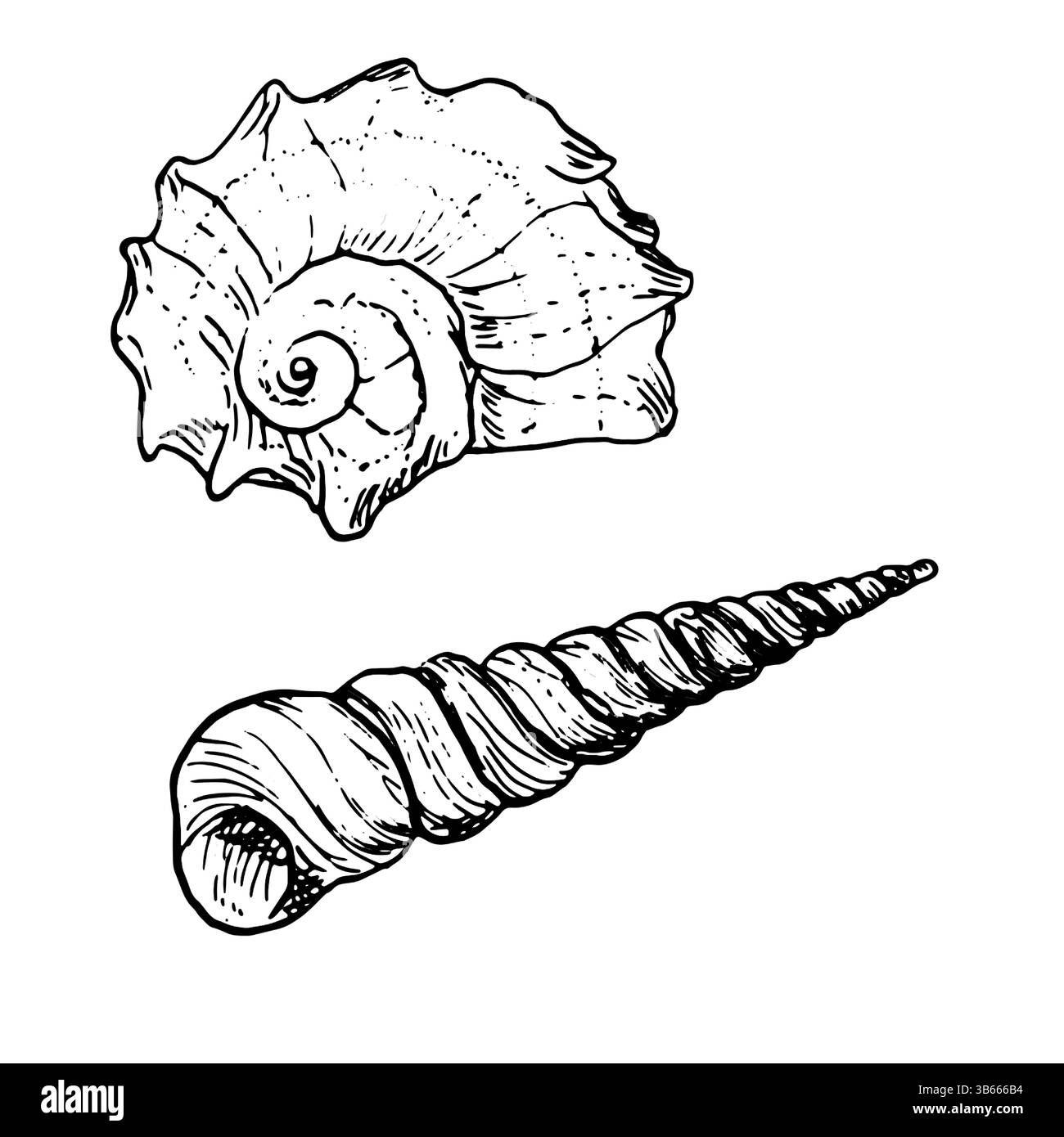 Ozeanische Schale, skizziert mit schwarzer und weißer Tinte. Vektor-Marine-Illustration. Eine Reihe von Spiralschalen aus der Unterwasserwelt des Ozeans ist isoliert Stock Vektor