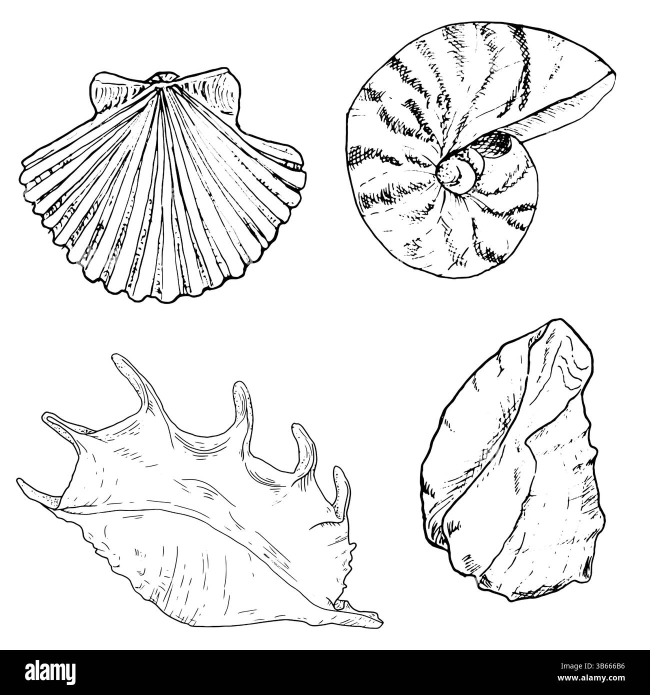 Muschelschalen aus Nautilus und Lambis mit Stacheln, Skizze in schwarz-weißer Tinte. Vektor-Marine-Illustration. Ein Satz spiralförmiger Schalen und eine flache Jakobsmuschel von Stock Vektor