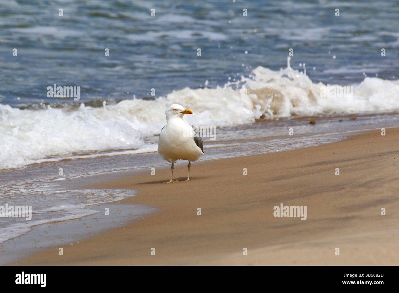 Nahaufnahme der Gelbbeinmöwe (Larus michahellis), die an einem Sandstrand in der Nähe von schäumenden Wellen steht, natürliche Tierwelt. Stockfoto
