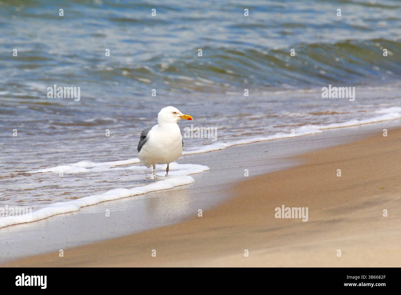 Nahaufnahme der Gelbbeinmöwe (Larus michahellis), die an einem Sandstrand in der Nähe von schäumenden Wellen steht, natürliche Tierwelt. Stockfoto