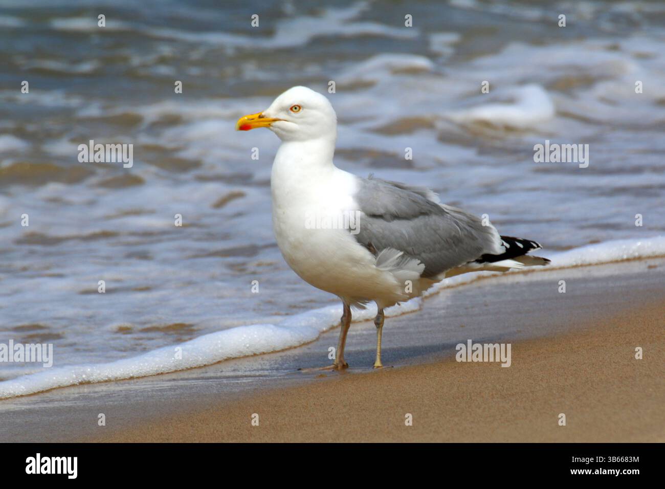 Nahaufnahme der Gelbbeinmöwe (Larus michahellis), die an einem Sandstrand in der Nähe von schäumenden Wellen steht, natürliche Tierwelt. Stockfoto