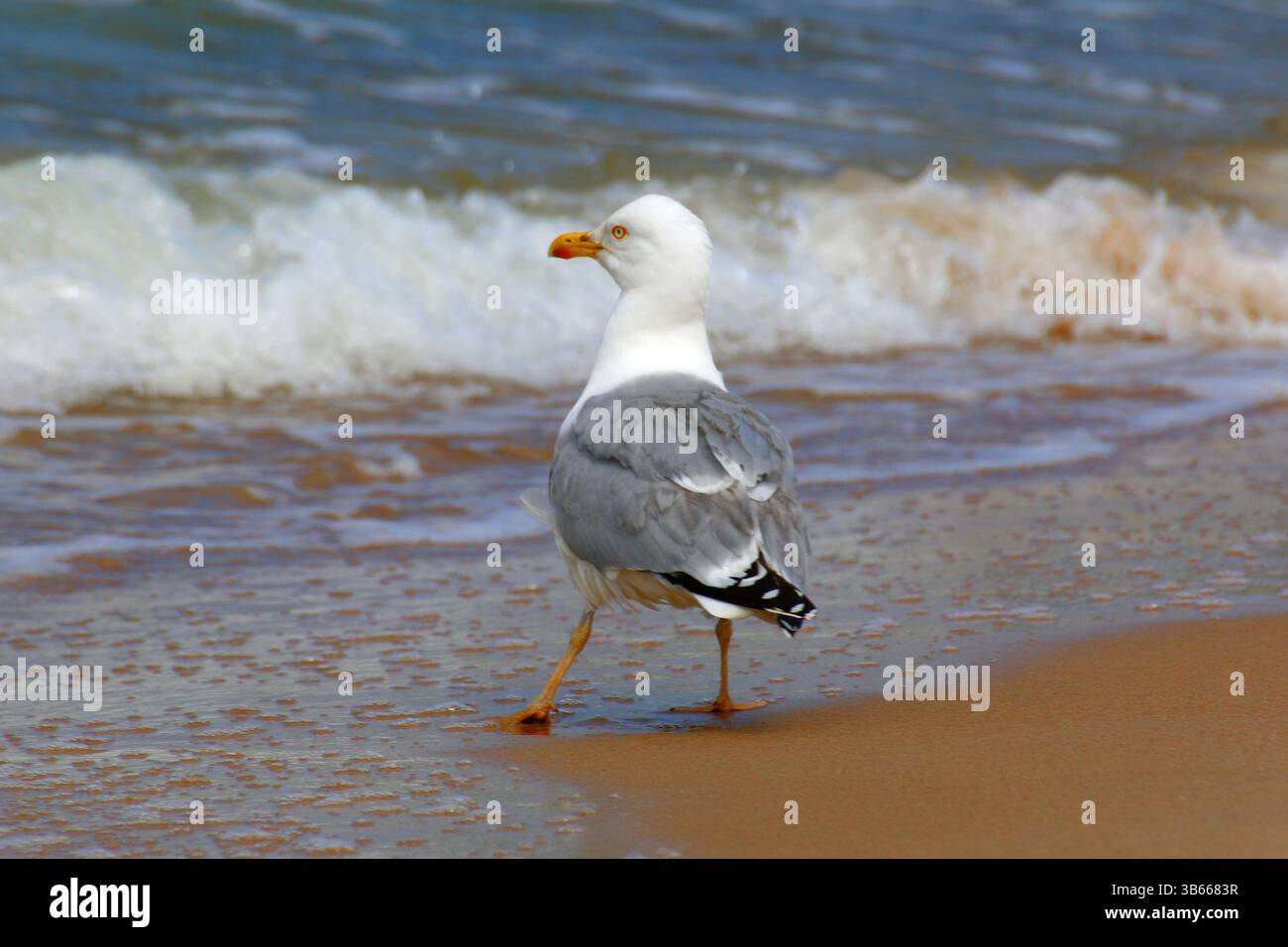 Nahaufnahme der Gelbbeinmöwe (Larus michahellis), die an einem Sandstrand in der Nähe von schäumenden Wellen steht, natürliche Tierwelt. Stockfoto