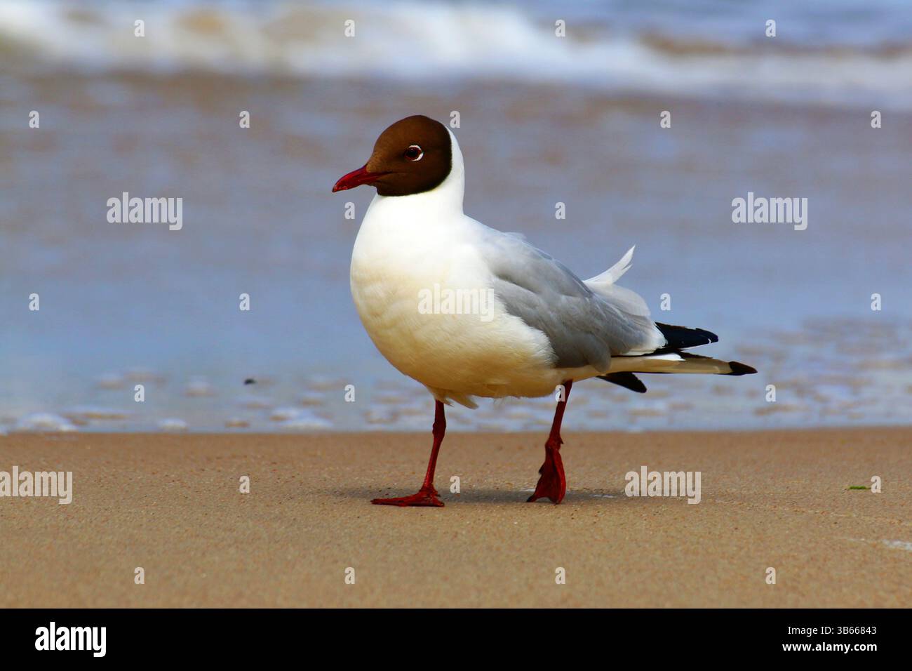Adulte Schwarzkopfmöwe (Chroicocephalus ridibundus) im Zuchtgefieder am Sandstrand am Meer, Seitenansicht mit sanften Wellen. Stockfoto