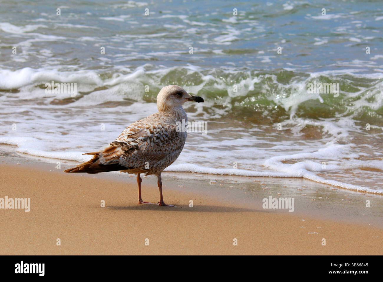 Junge Gelbbeinmöwe (Larus michahellis) mit braunem Gefieder, die an einem Ostseestrand mit sanften Wellen im Hintergrund steht. Stockfoto