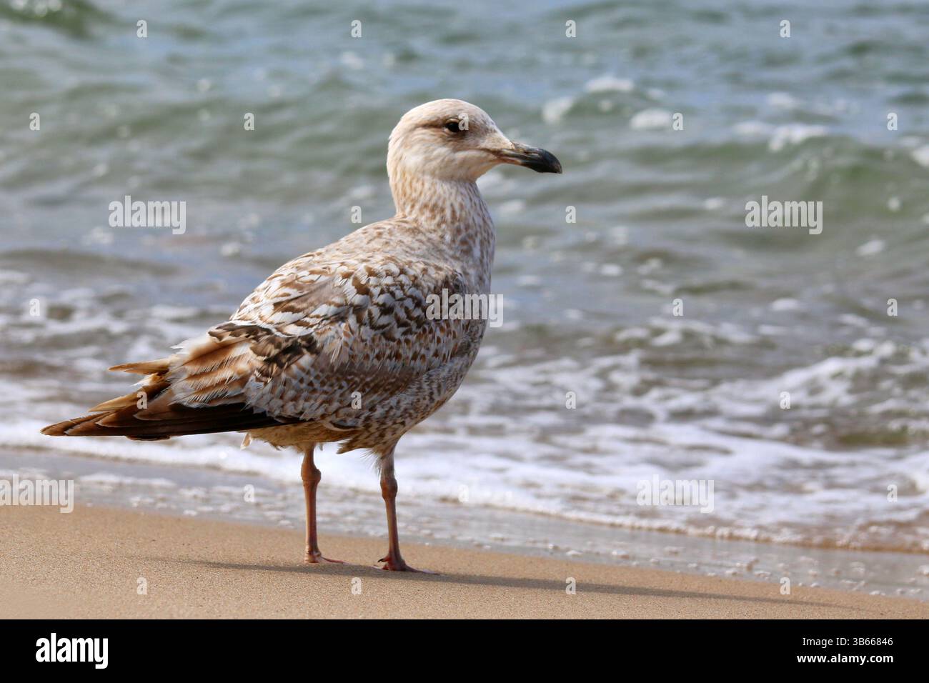 Junge Gelbbeinmöwe (Larus michahellis) mit braunem Gefieder, die an einem Ostseestrand mit sanften Wellen im Hintergrund steht. Stockfoto