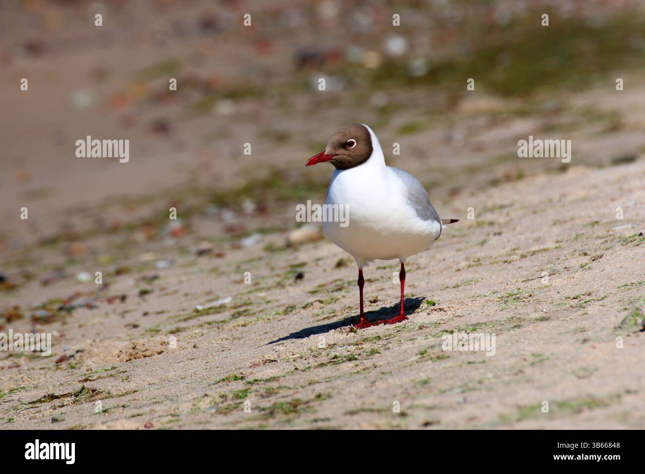 Schwarzkopfmöwe (Chroicocephalus ridibundus) im Zuchtgefieder warnend an einem trockenen Sandstrand mit Grünalgen und Kieselsteinen. Stockfoto