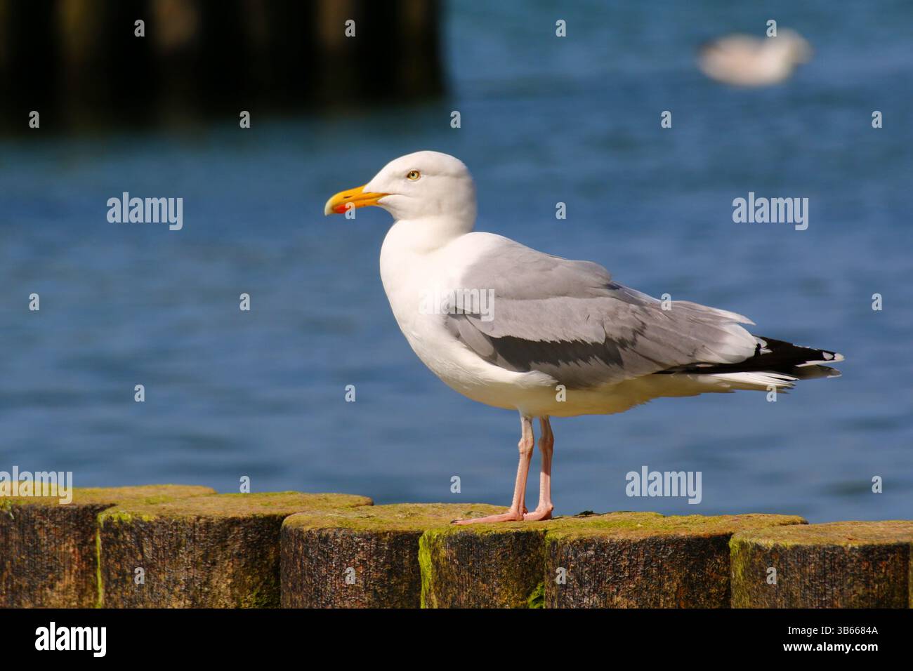 Gelbbeinmöwe (Larus michahellis), die auf moosigem hölzernem Wellenbrecher an der Ostsee steht, scharfe Nahaufnahme mit blauem Wasserhintergrund. Stockfoto