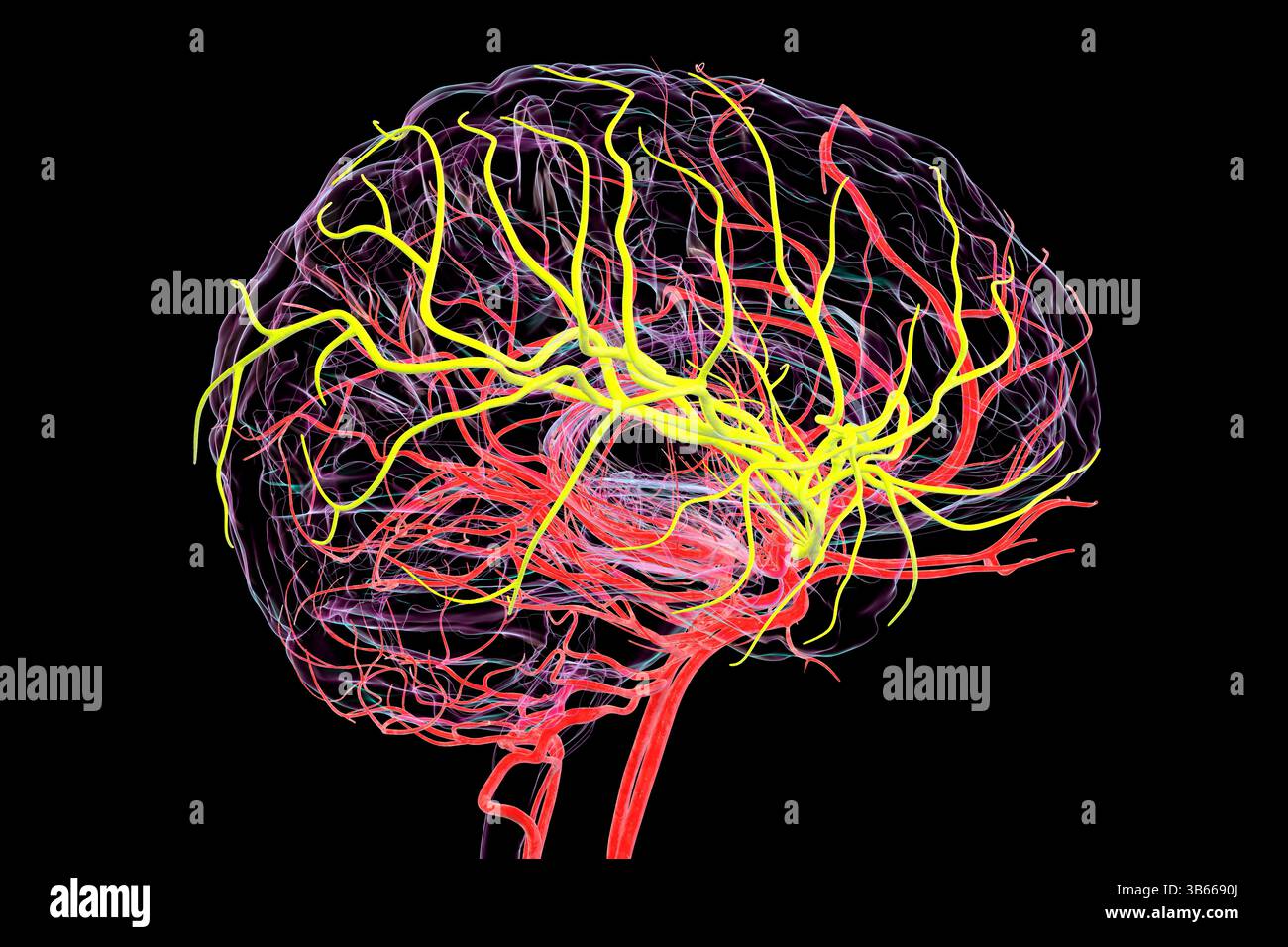 Darstellung der arteriellen Durchblutung des menschlichen Gehirns mit hervorgehobener Arteria cerebri Media (gelb). Stockfoto