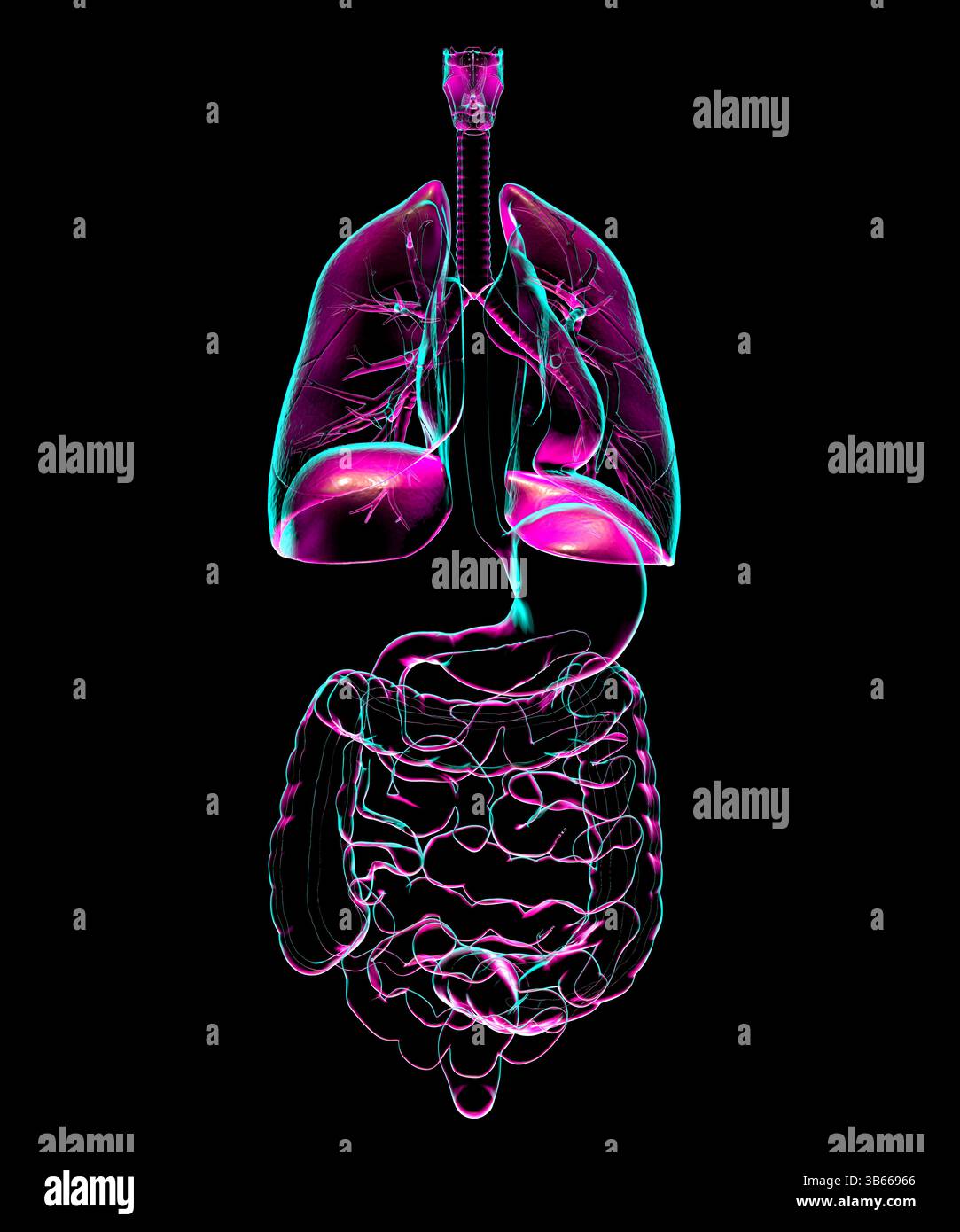 Illustration der Anatomie des menschlichen Atmungs- und Verdauungssystems unter Darstellung der inneren Organe. Stockfoto