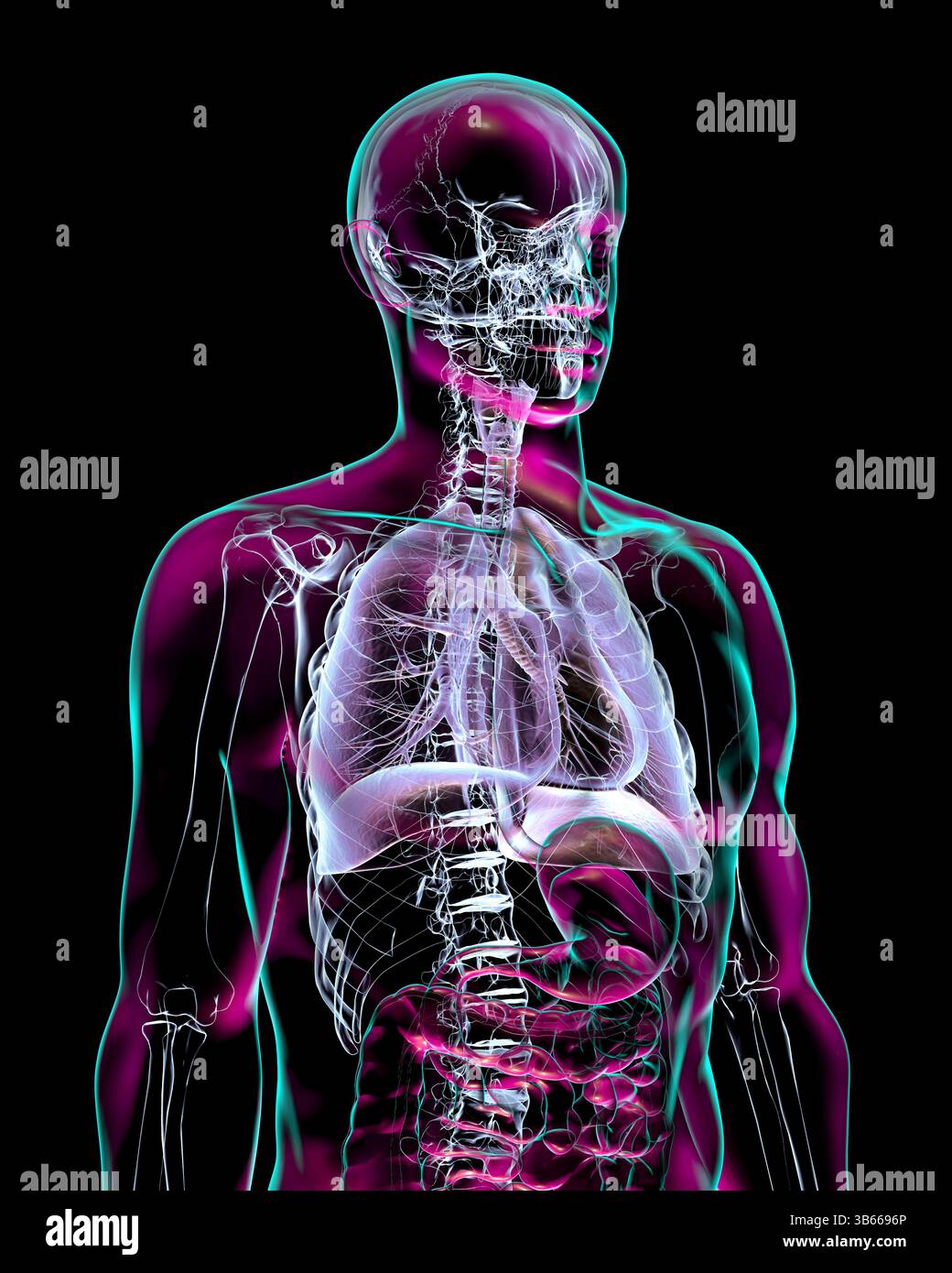 Darstellung der Anatomie des menschlichen Atmungssystems, Darstellung der inneren Organe mit Transparenz. Stockfoto
