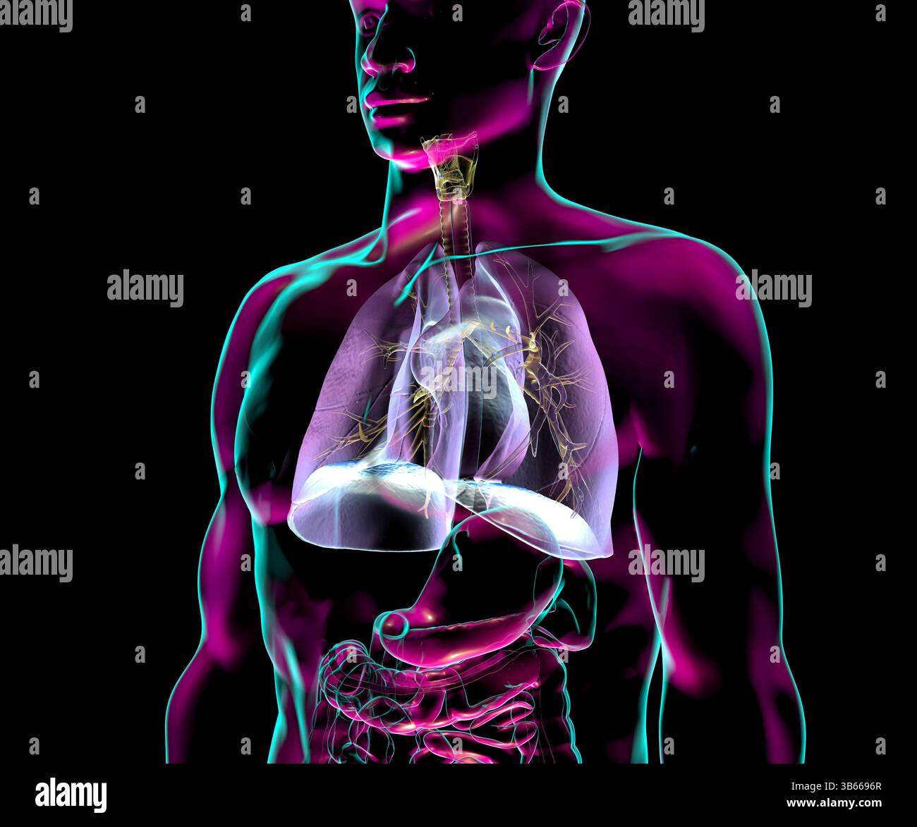 Darstellung der Anatomie des menschlichen Atmungssystems, Darstellung der inneren Organe mit Transparenz. Stockfoto