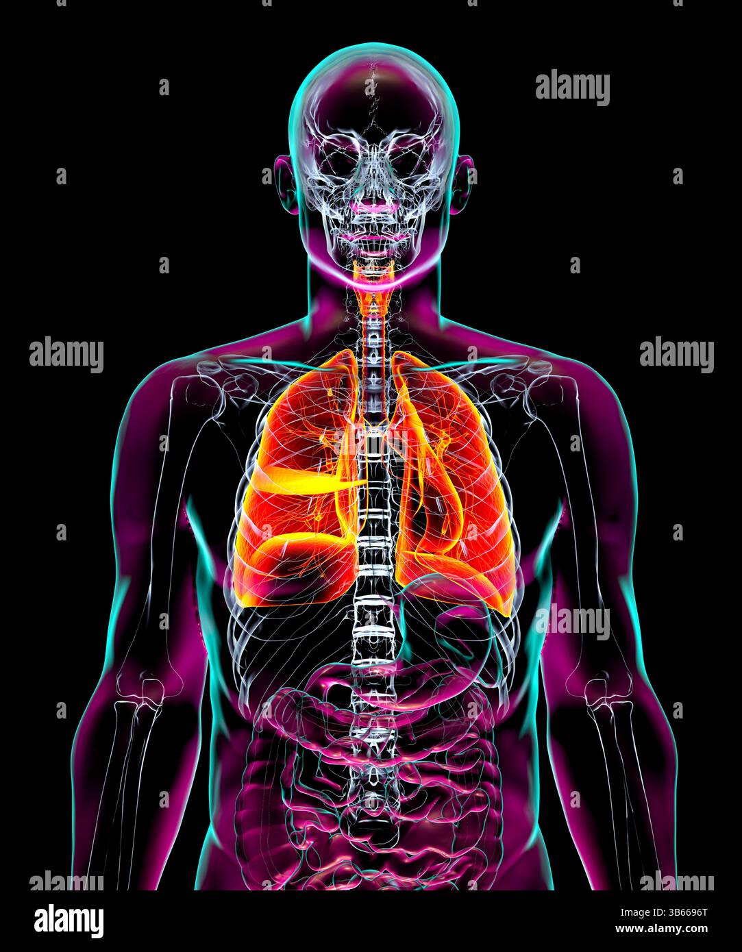 Darstellung der Anatomie des menschlichen Atmungssystems, Darstellung der inneren Organe mit Transparenz. Stockfoto