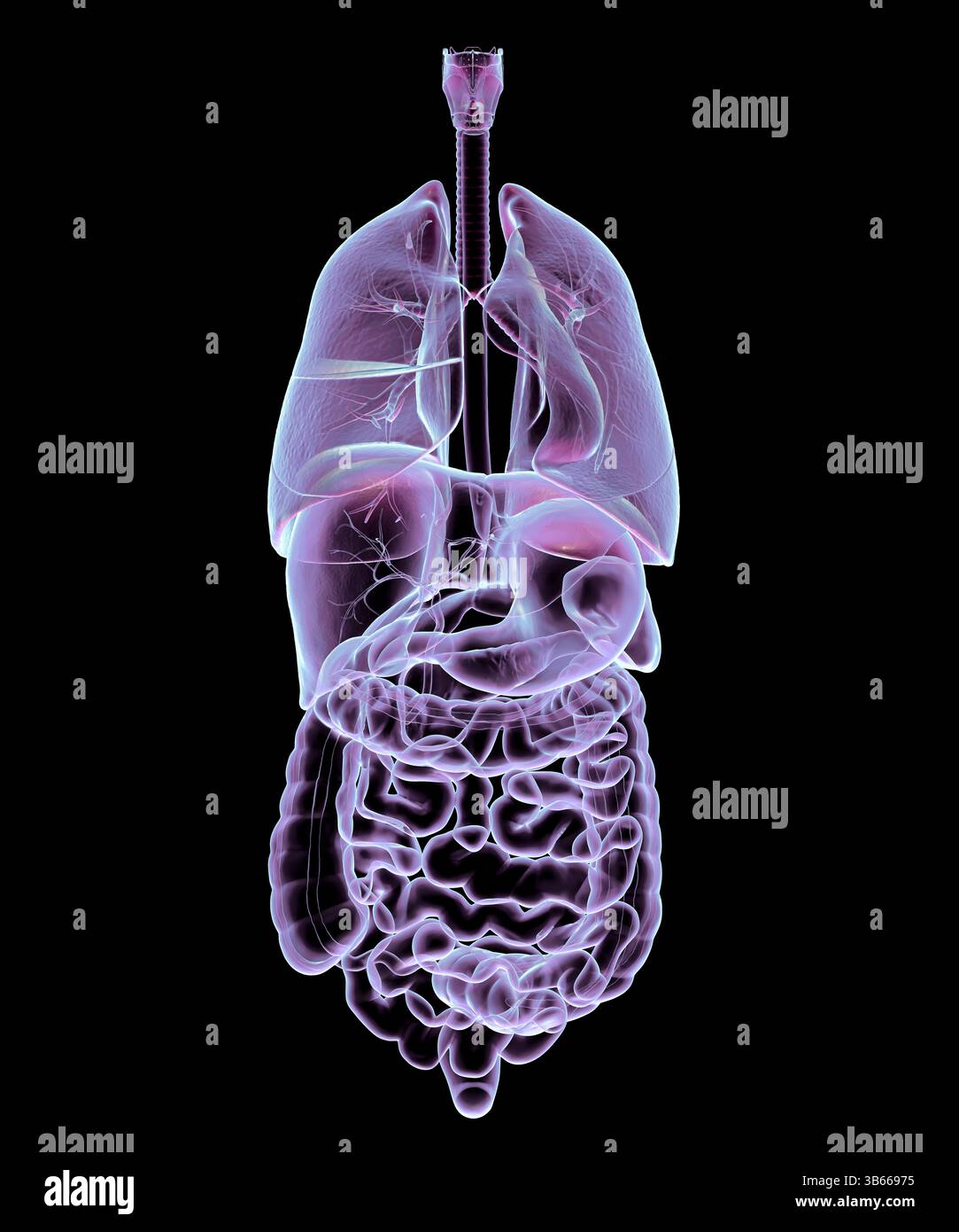 Illustration der Anatomie des menschlichen Atmungs- und Verdauungssystems unter Darstellung der inneren Organe. Stockfoto