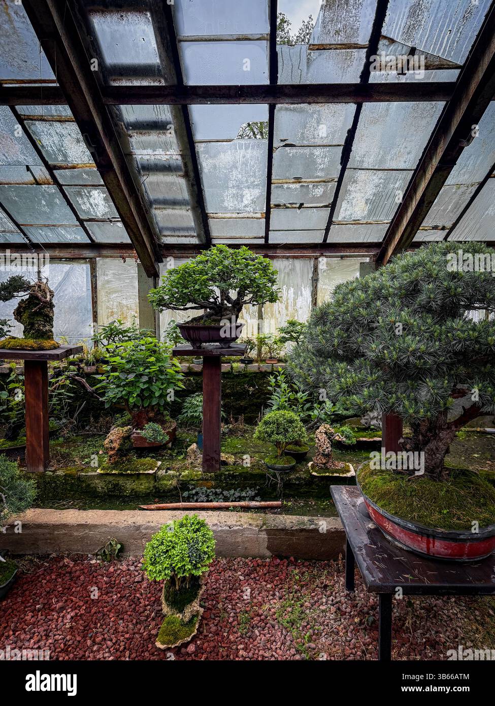 Bonsai bume in tpfen -Fotos und -Bildmaterial in hoher Auflsung  Alamy
