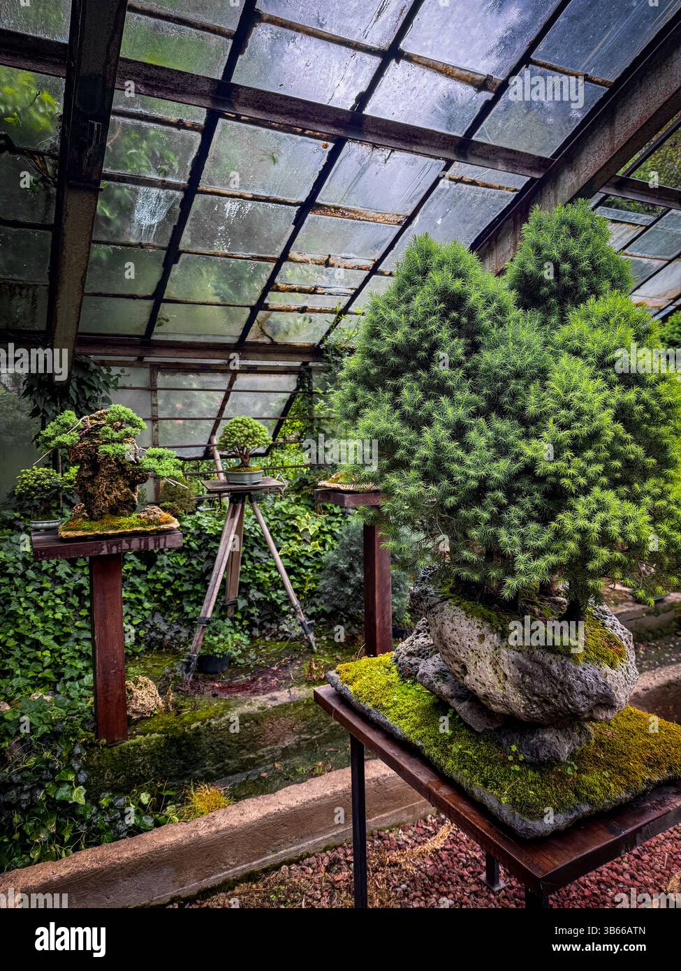 Bonsai handwerkskunst -Fotos und -Bildmaterial in hoher Auflsung  Alamy
