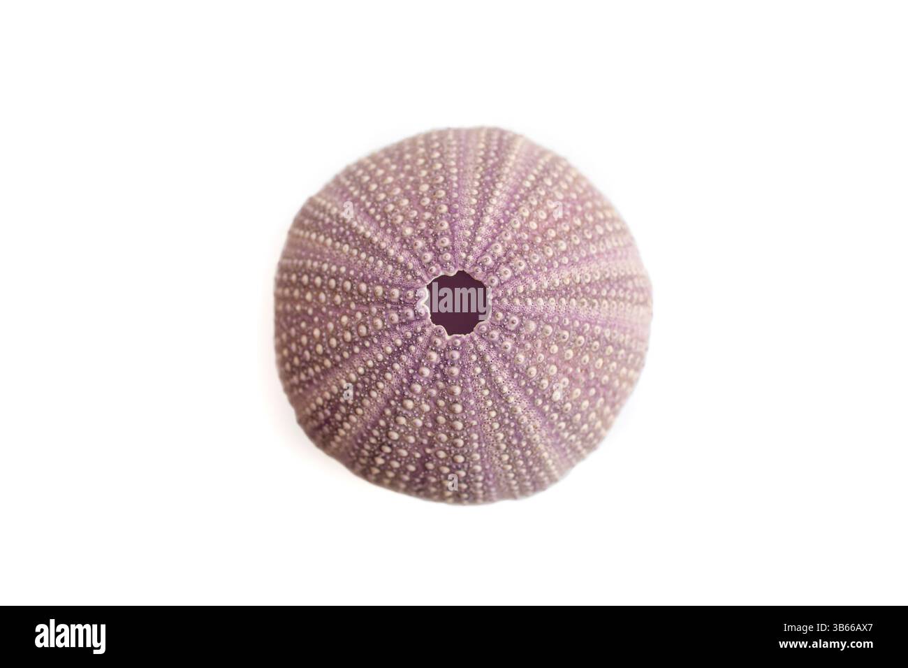 Violette Seeigel Shell von oben Blick isoliert auf weißem Hintergrund, weicher Fokus Stockfoto