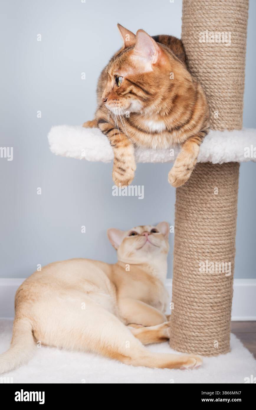 Burmesische und bengalische Katzen entspannen sich auf einem Kratzbaum im Wohnzimmer. Zwei reinrassige Katzen interagieren im Inneren. Stockfoto